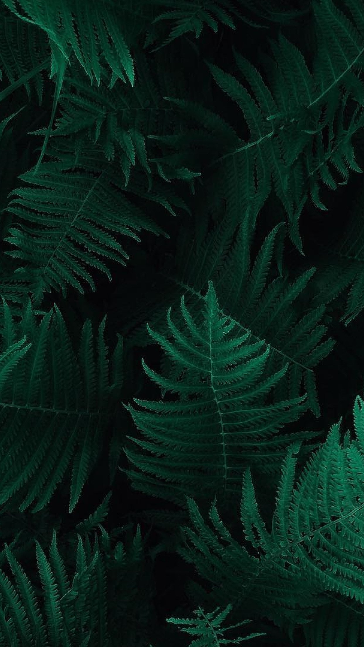 228-2283158_green-leaf-wallpaper-iphone.jpg
