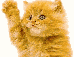 51.gif