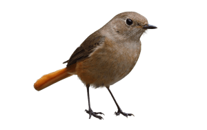 7-300x188.png