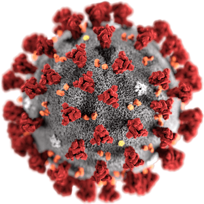 800px-2019-nCoV-CDC-23312_without_background.png
