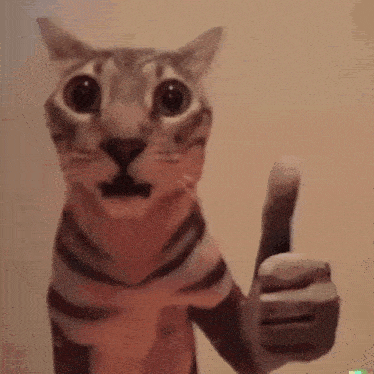 cat-normal.gif