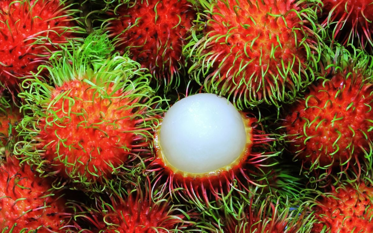 chom-chom-thai-2.jpg