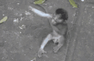 fechadao.gif