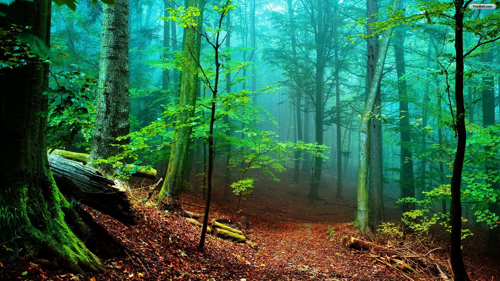 forest-fog-wallpaper.jpg