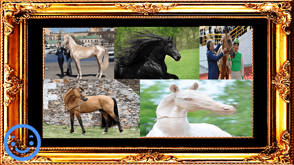 frame-320391_960_720.png