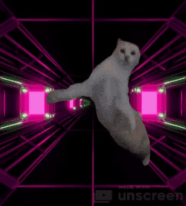 happy-cat-gif-unscreen-1-896.gif