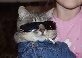 kedi.jpg