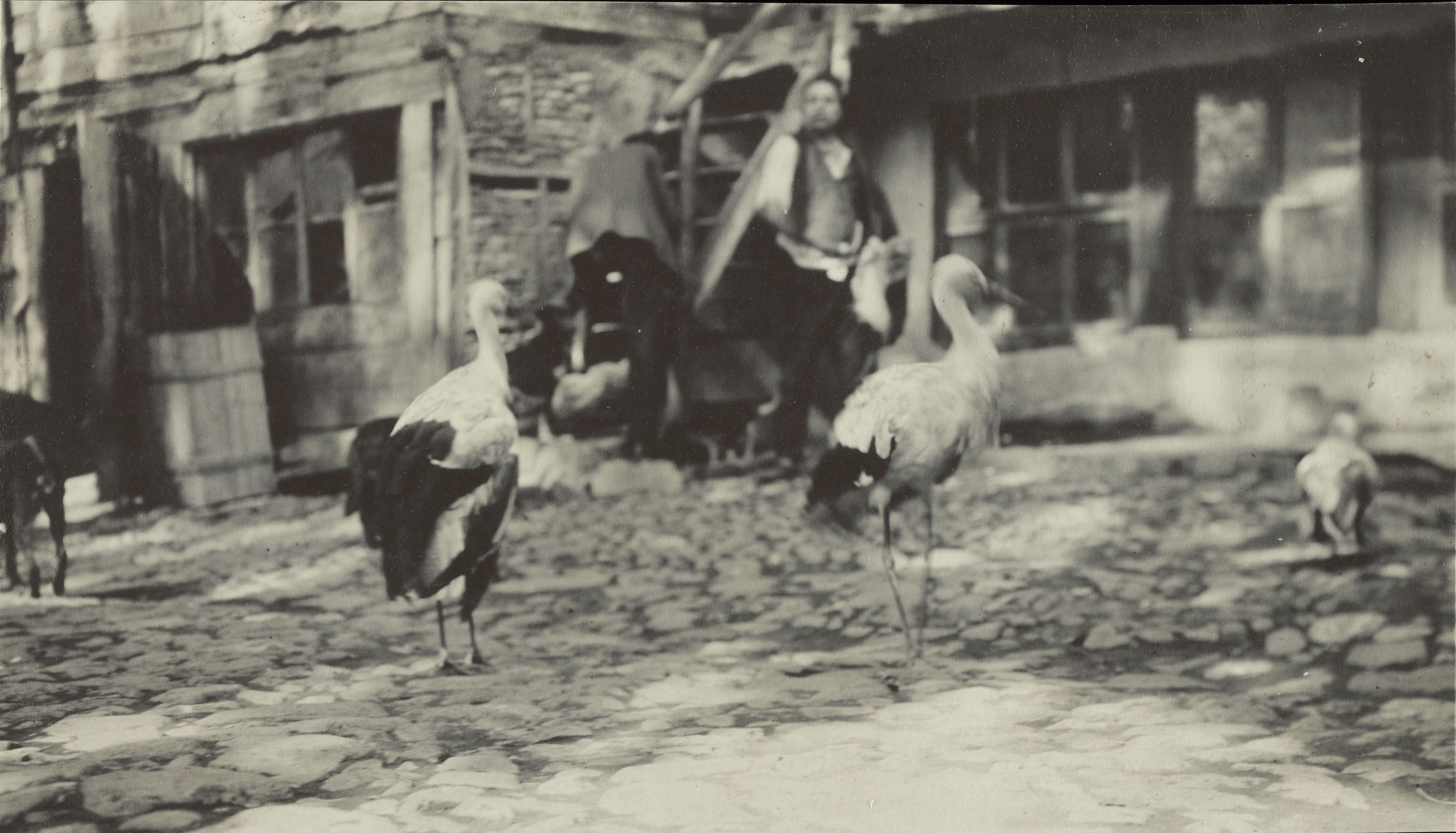 leylek-hastanesinin-sakinleri-bursa-1900-civari.jpg