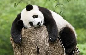 panda.jpg