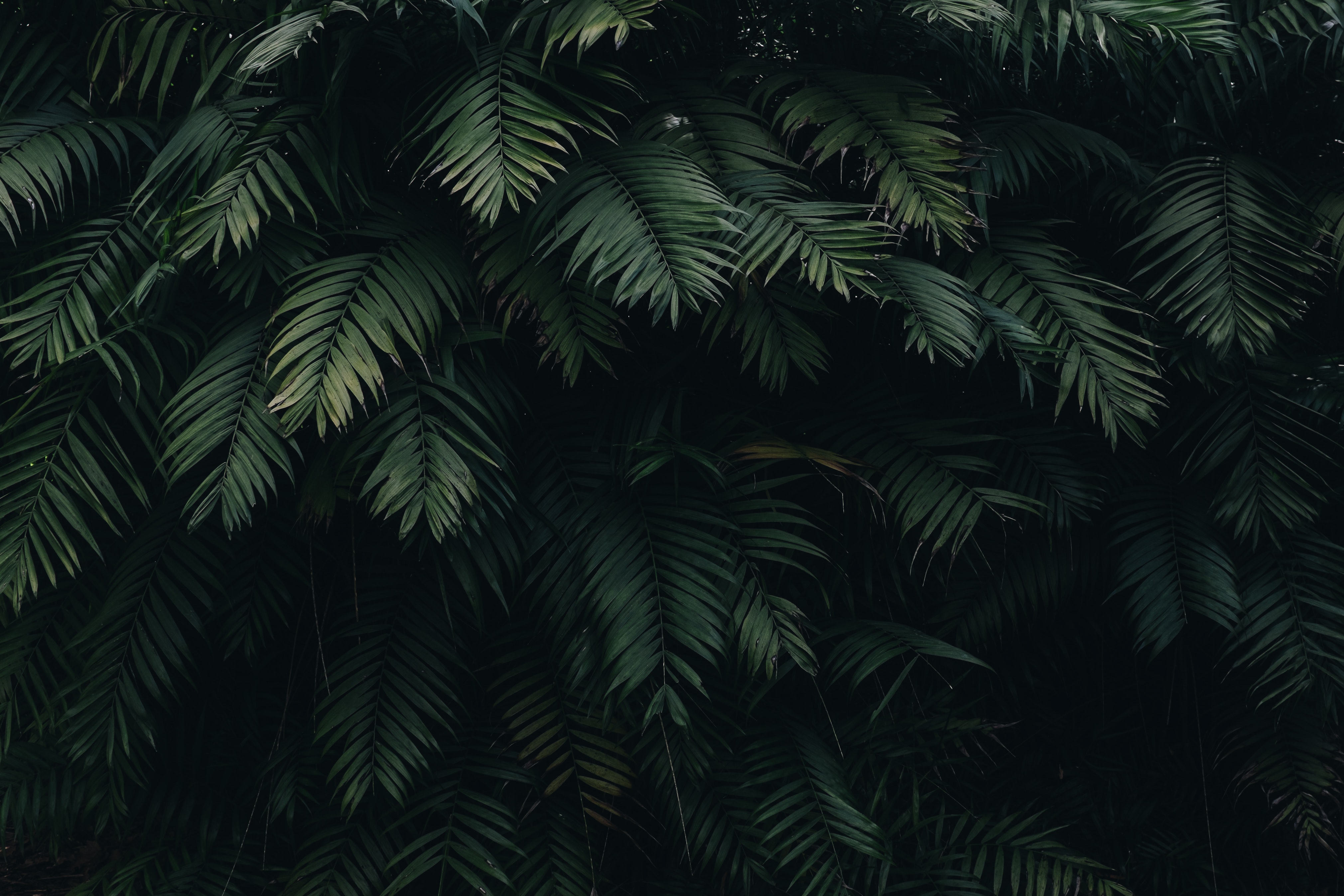 pexels-cátia-matos-1072179.jpg