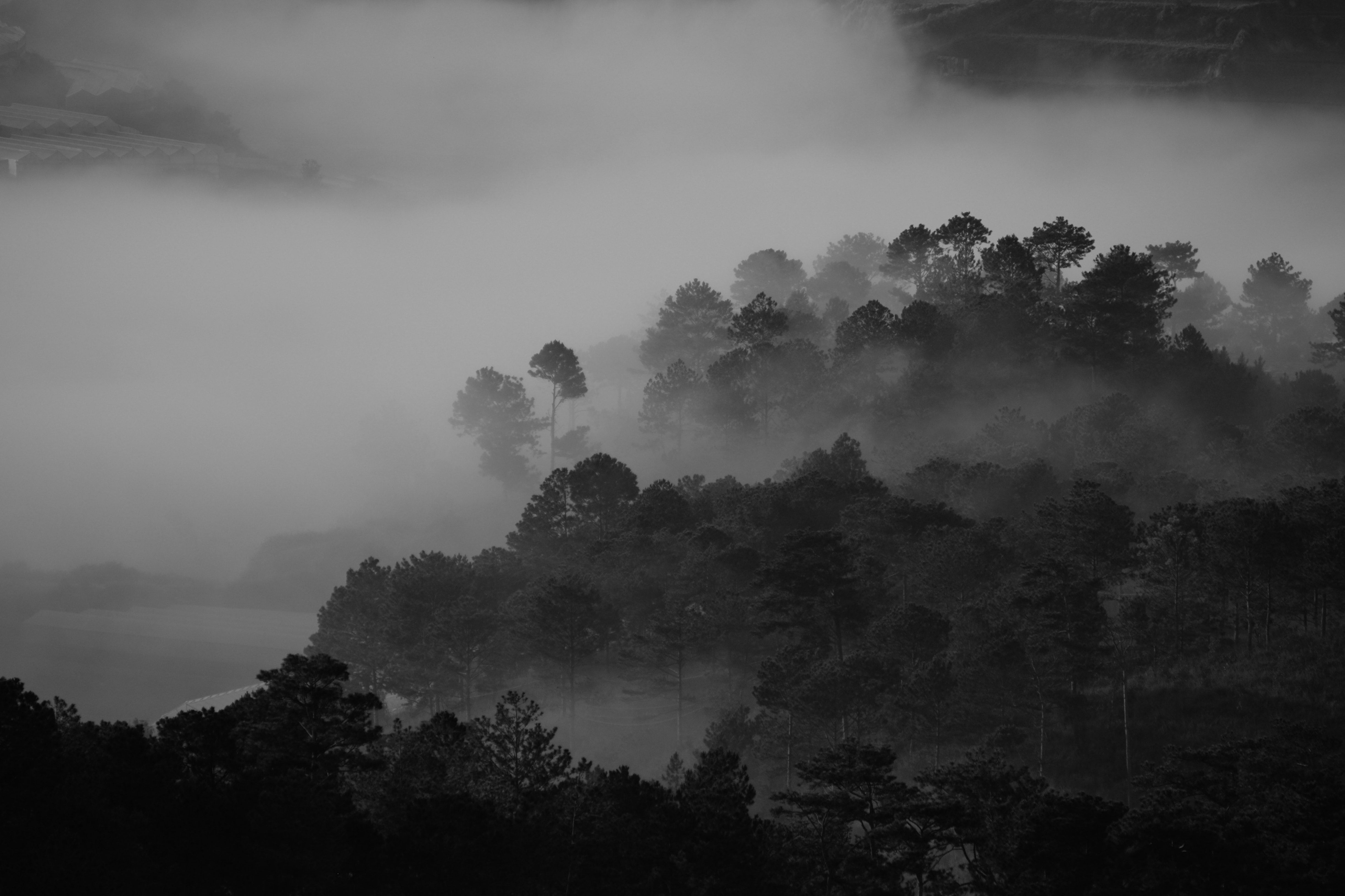 pexels-dương-nhân-1529881.jpg