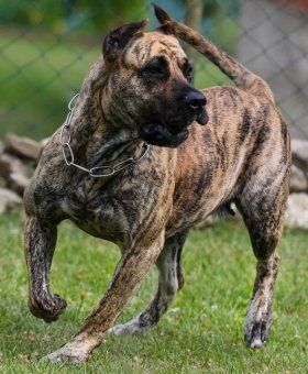 presa-canario_162fbb781b6629.jpg