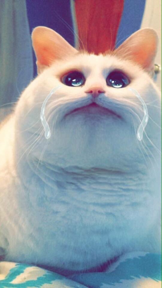 snapchat-hayvanlar-komik-evcil-hayvanlar-patiliyo-fotograf-1.jpg