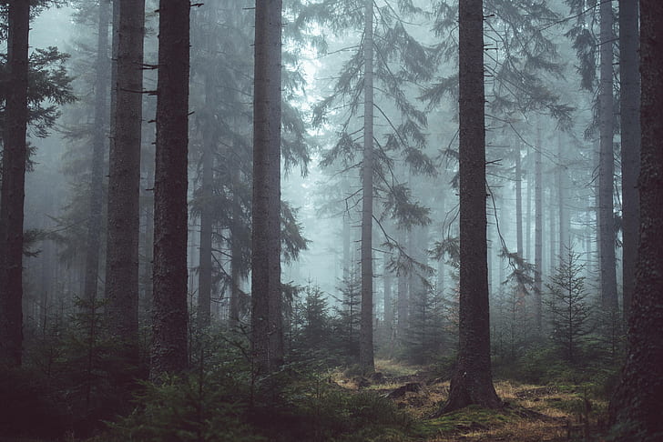 woods-forest-eerie-forest-wallpaper-preview.jpg