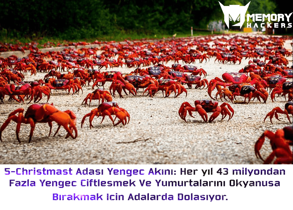 Yengec-Akini.png