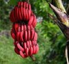 red-banana-500x500.jpg