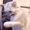 oxytyche_13.gif