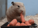Gif.gif