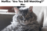 Cat Meme Netflix Funny 1000x666.png