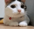 2470-cat-disagreeing.gif