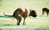 KGFKB3F35FR2D4VABDTX74DG5B65T5G3_1521038037.PNG