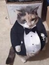 catt.jpg