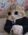 gercek cat.jpg