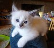 Juvenile_Ragdoll.jpg