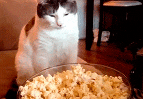 Hungry Cat GIF