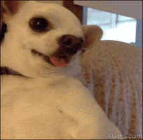 Kızgın Köpek GIF