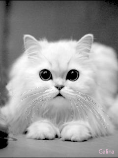 wowcoolcat_v4llq468.gif
