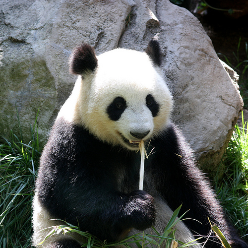 urso-panda.jpg