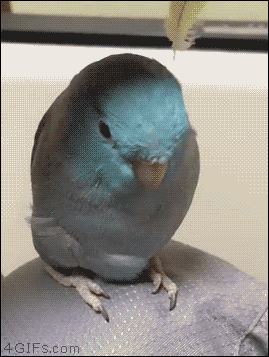 gif-21062016-004.gif
