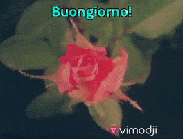 Buon Giorno GIF by Vimodji