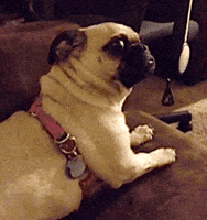 GIF de reação de cães