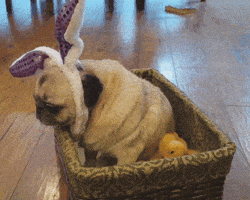 Easter Sunday Lol GIF by America's Funniest Home Videos's Funniest Home Videos
