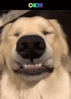 GIF animado do Golden Retriever por MOODMAN