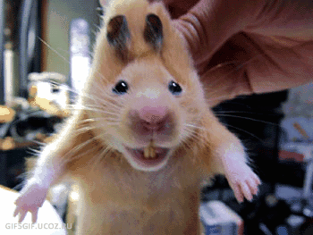 56044042.gif
