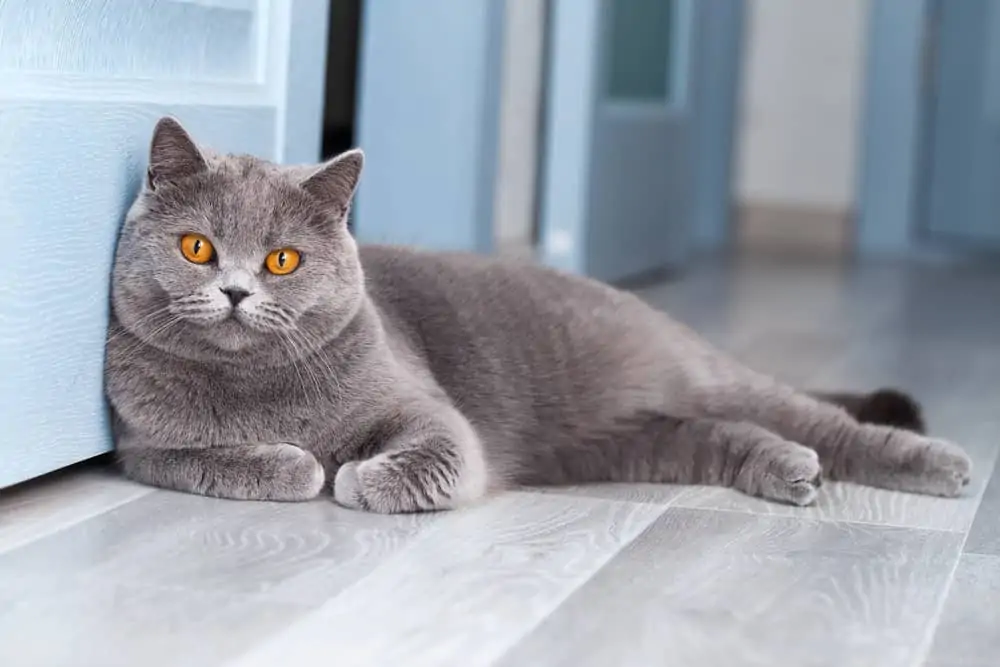 british-shorthair-evcil-kedi.jpg