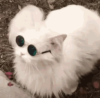 kedi-gifleri_1781796.gif