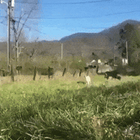 GIF de reacción de animales bebés de Justin