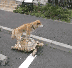 tumblr_n1o5wnaLim1sowe88o1_250.gif