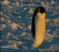 Pinguino Cayendo GIF