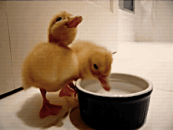 tumblr_o2wcpoh6Kq1uhi23oo1_250.gif