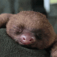 Chúc ngủ ngon GIF