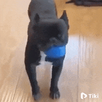 Happy Dance GIF بواسطة Tikivideo