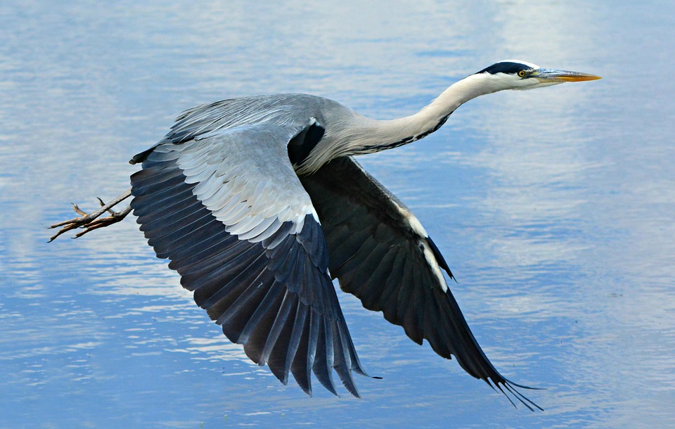 heron-4265494_960_720.jpg